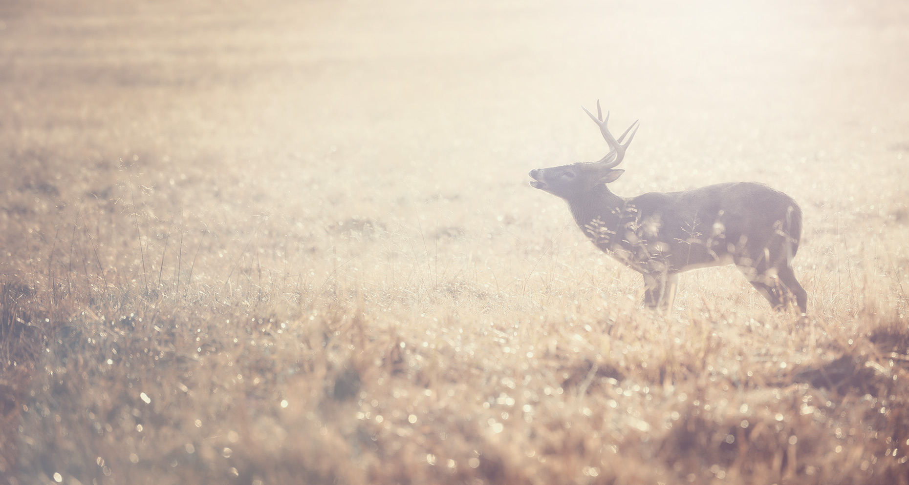 Deer Calling - Smokey Mountain National Park